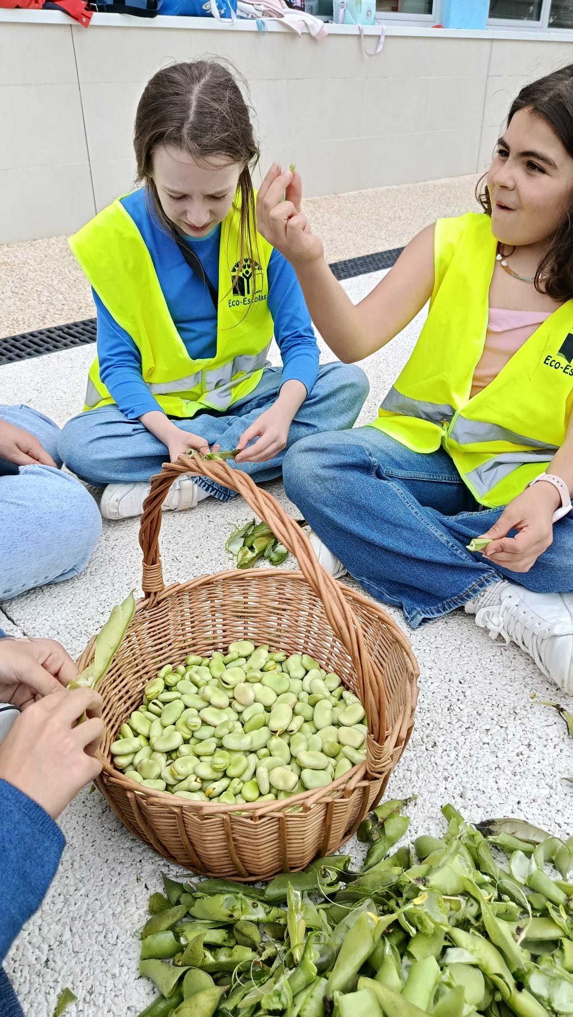 Alunas do Colégio Senhor dos Milagres a descascar favas da horta da Escola Secundária Afonso Lopes Vieira