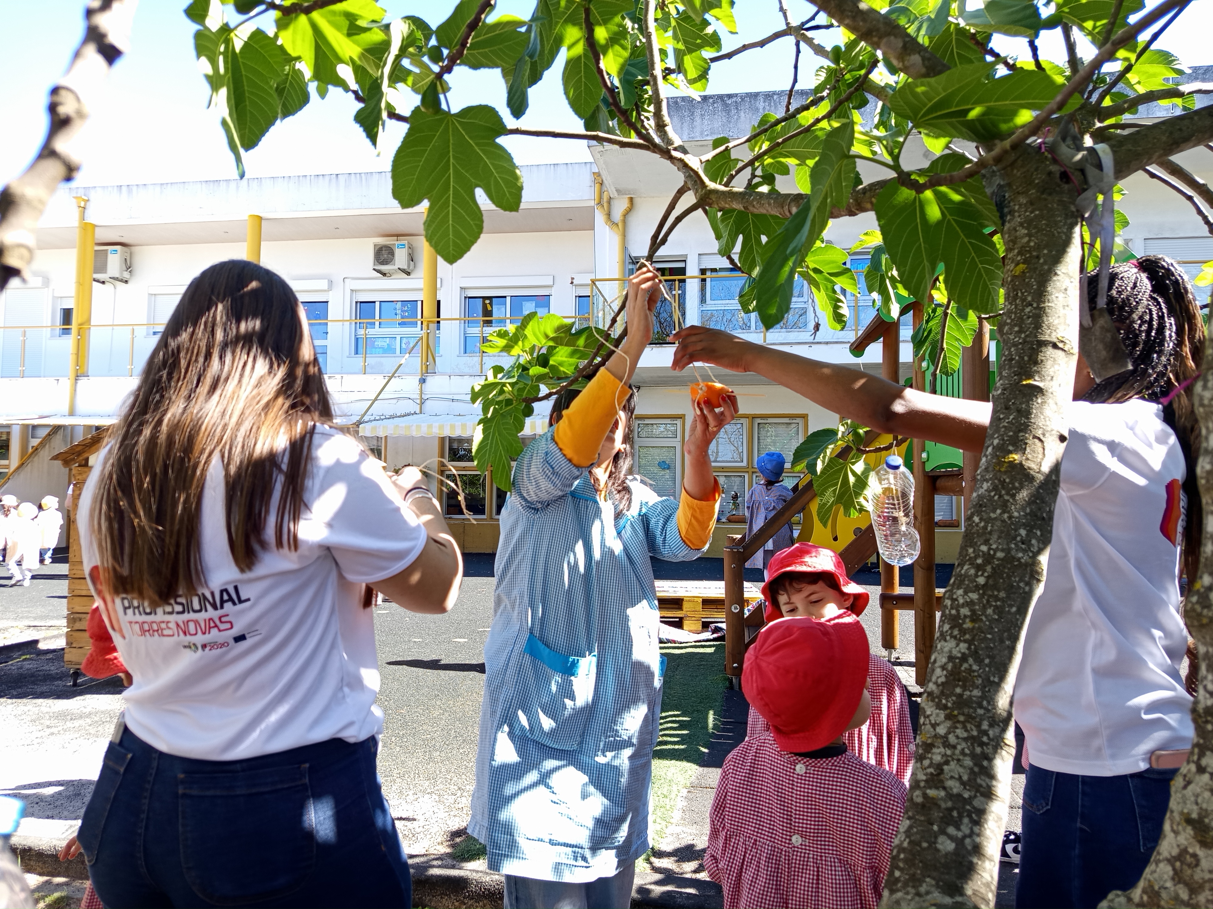 Colocação dos comedouros nas árvores do recreio da nossa escola.