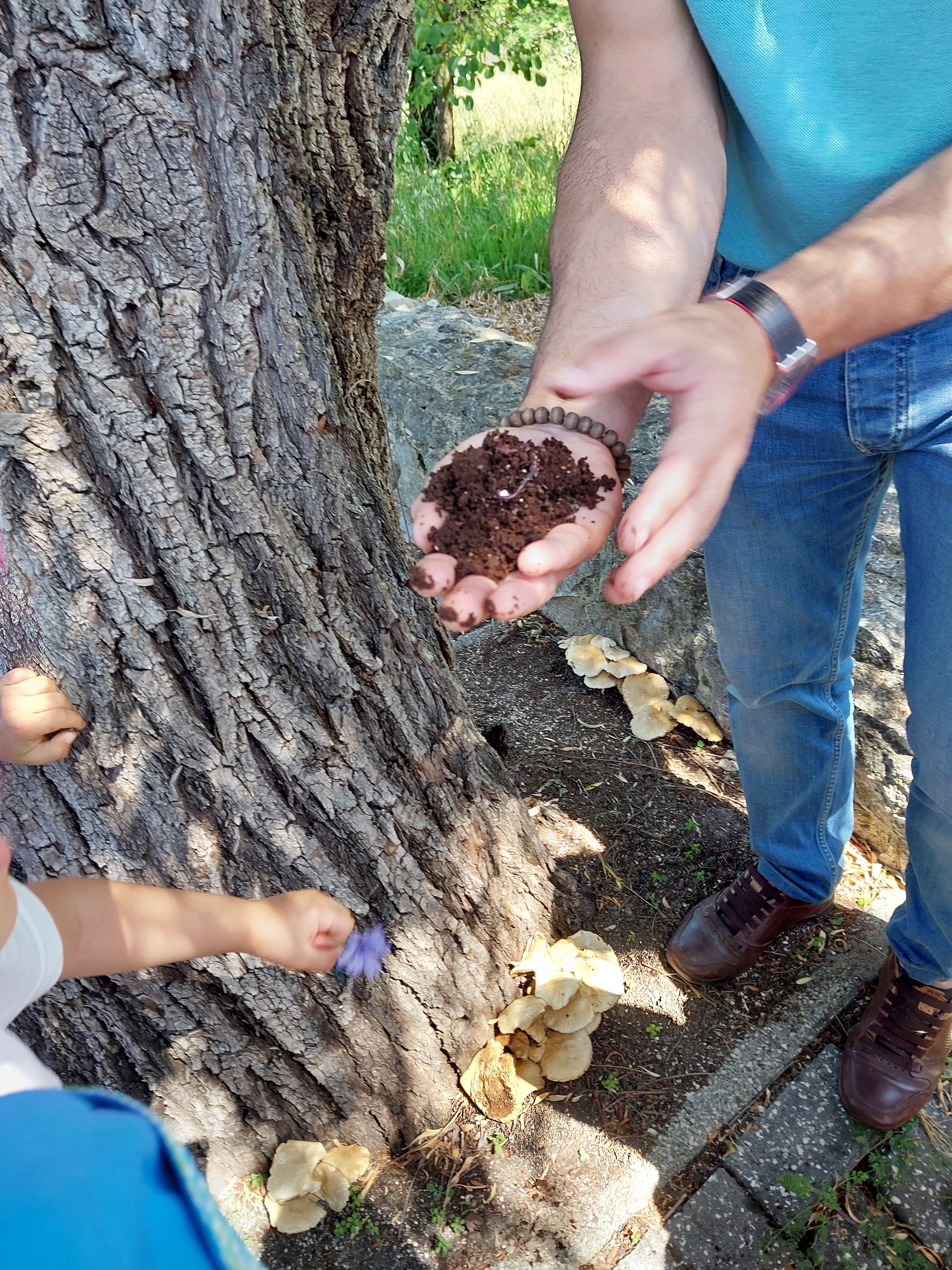 No regresso encontrámos minhocas e outros bichos, escondidos no buraco duma árvore.