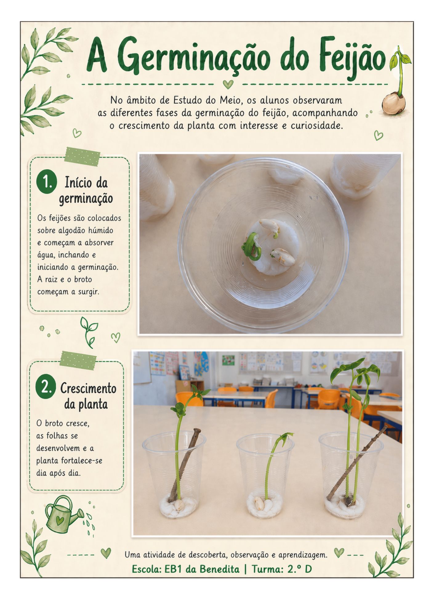 A germinação do feijão