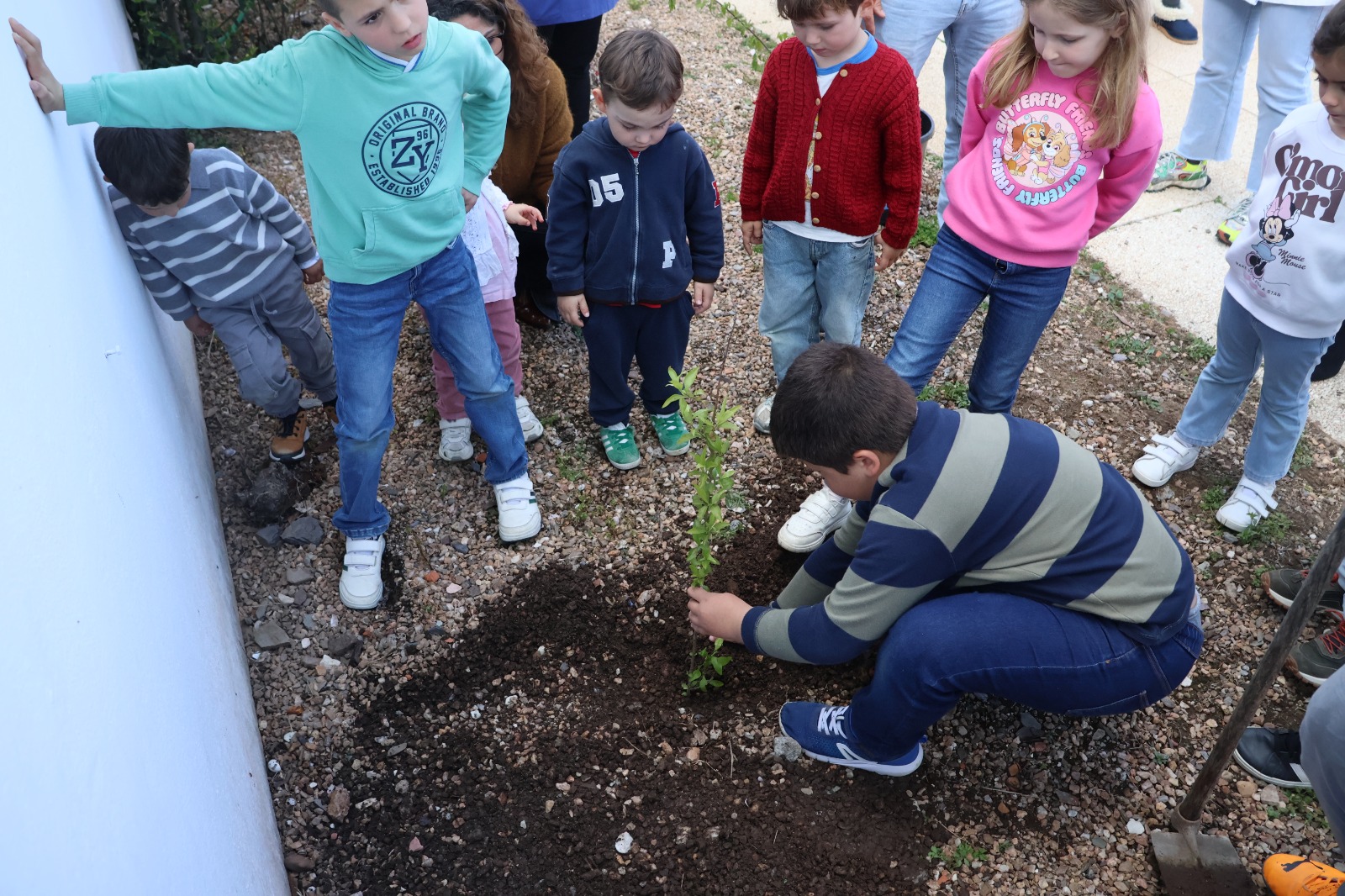 Plantação de árvores