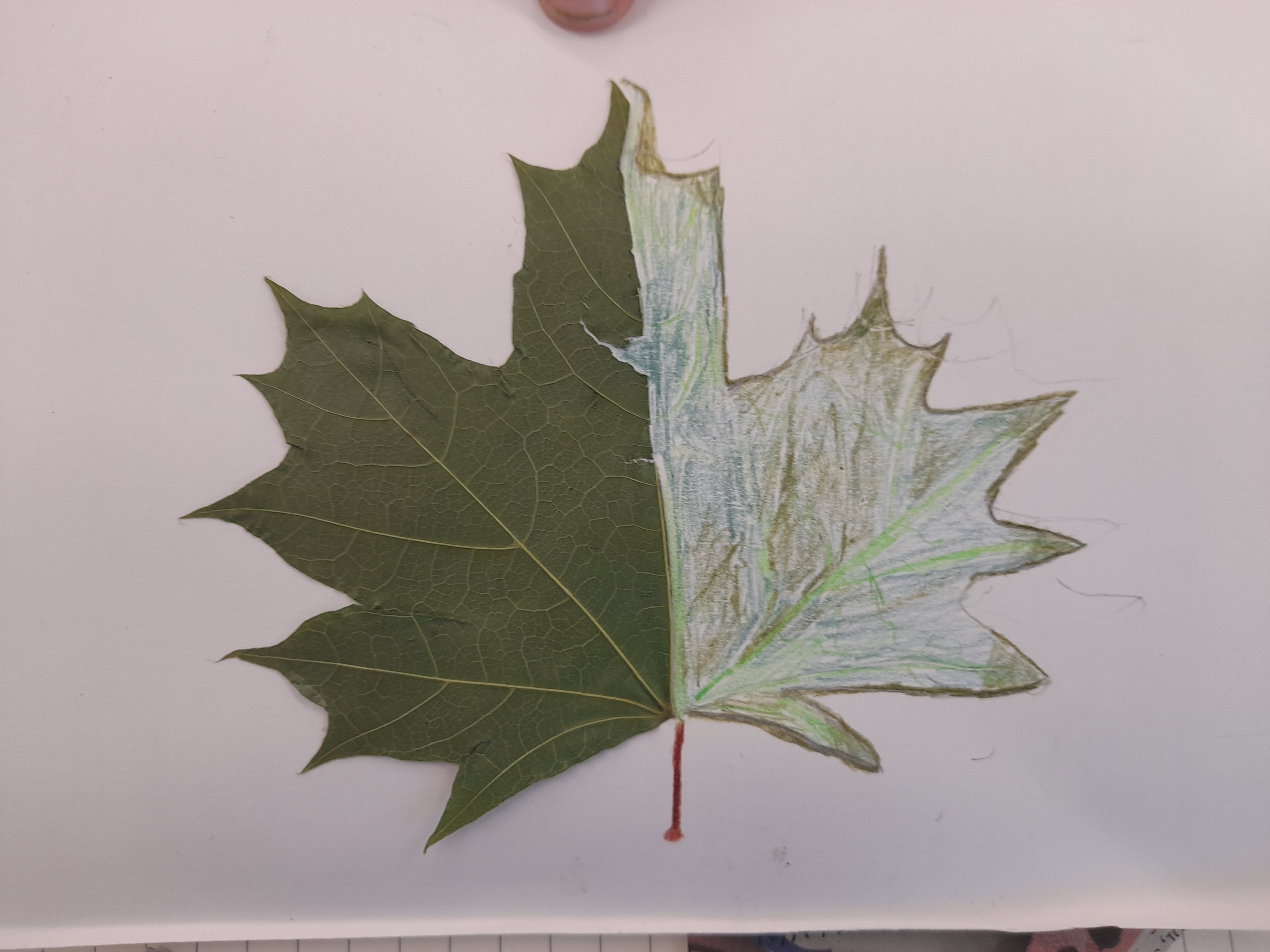 4.ª página - trabalho de educação artística (biodiversidade - plantas)