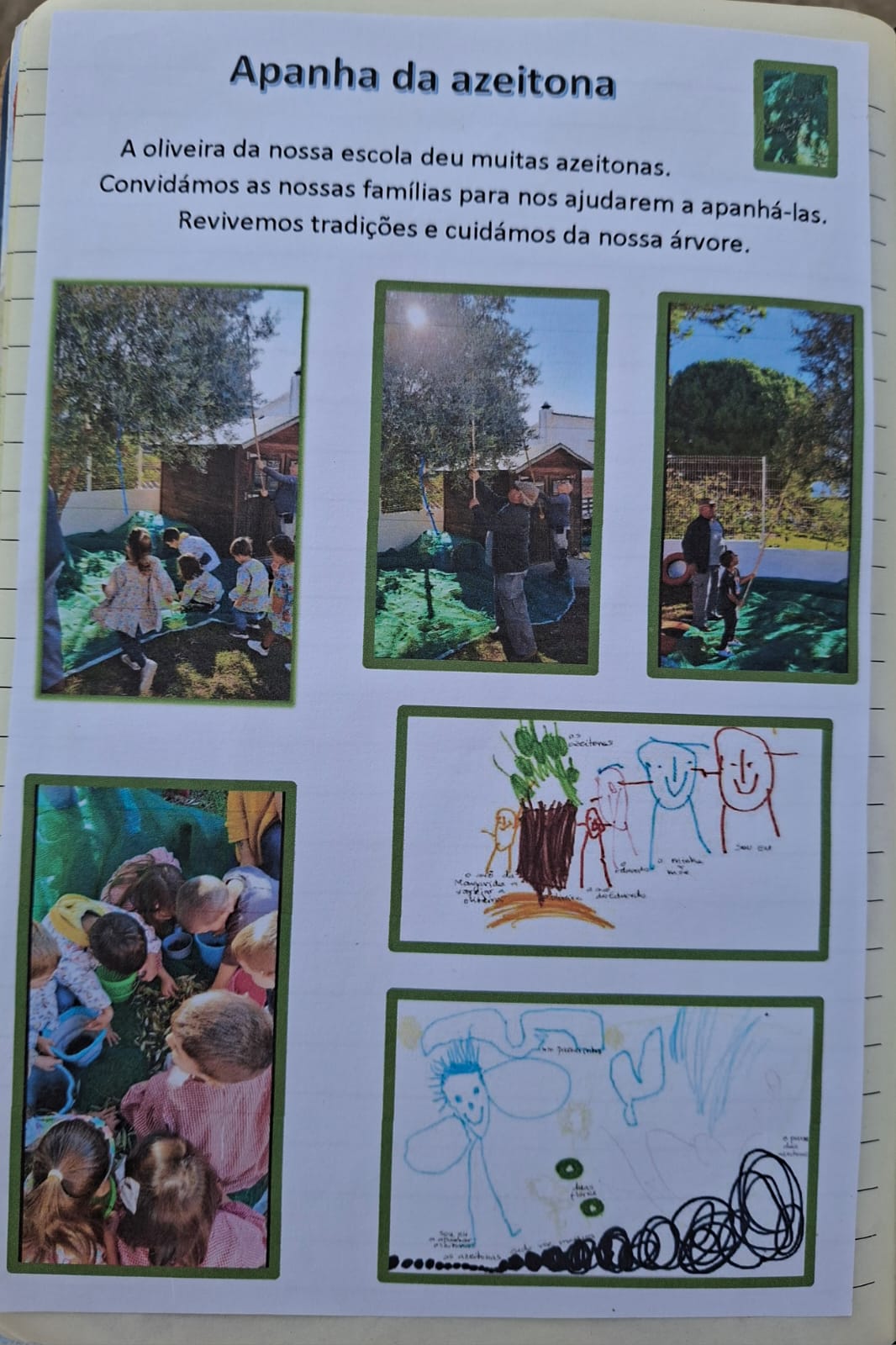 A apanha da azeitona da oliveira do espaço exterior da escola, atividade realizada com a colaboração das famílias.
