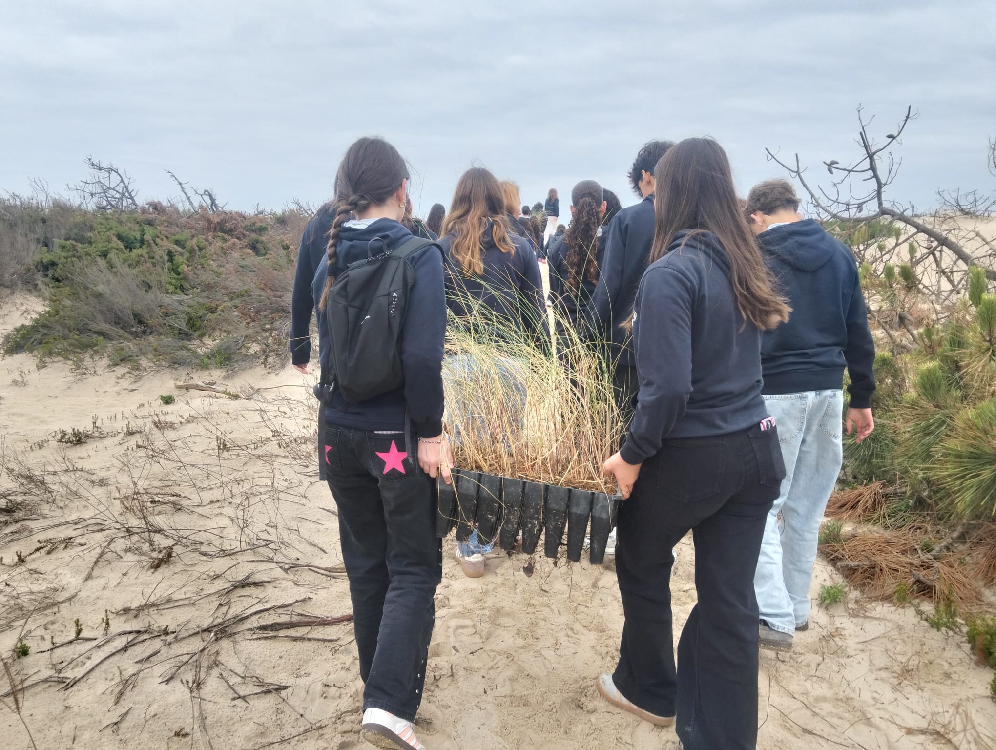 Plantação das dunas