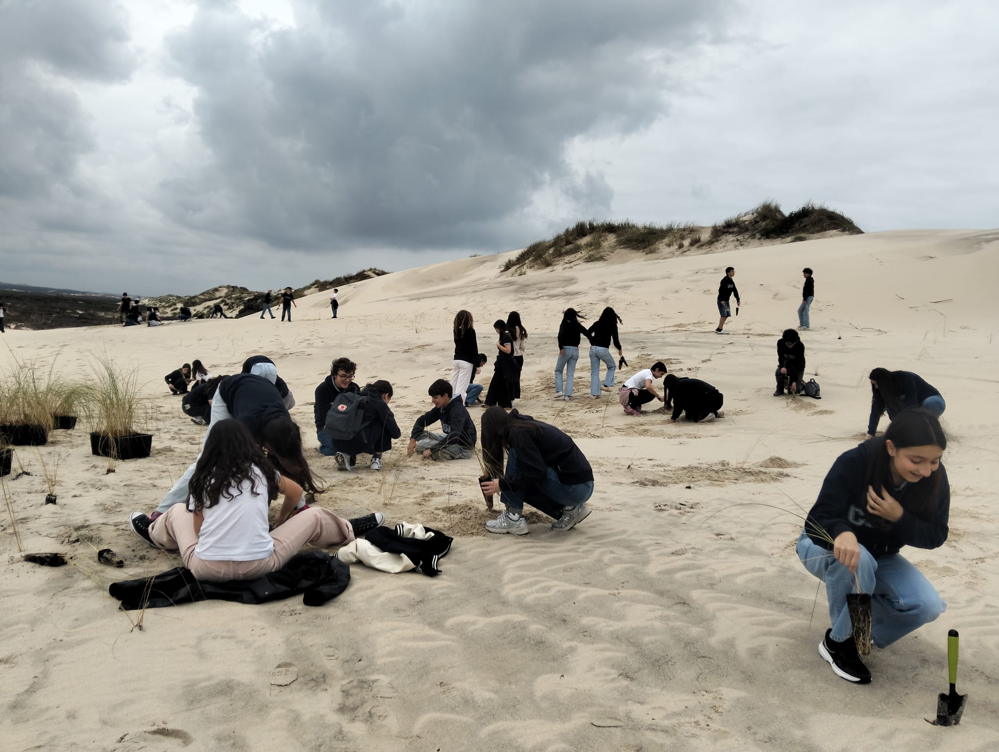 Plantação das dunas