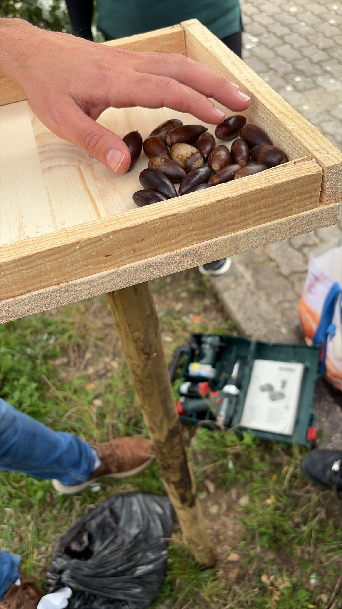 conhecer o papel fundamental do gaio na dispersão de sementes e na regeneração natural dos montados de azinho. Instalação de um comedouro (tabuleiro de madeira) na área envolvente da escola.