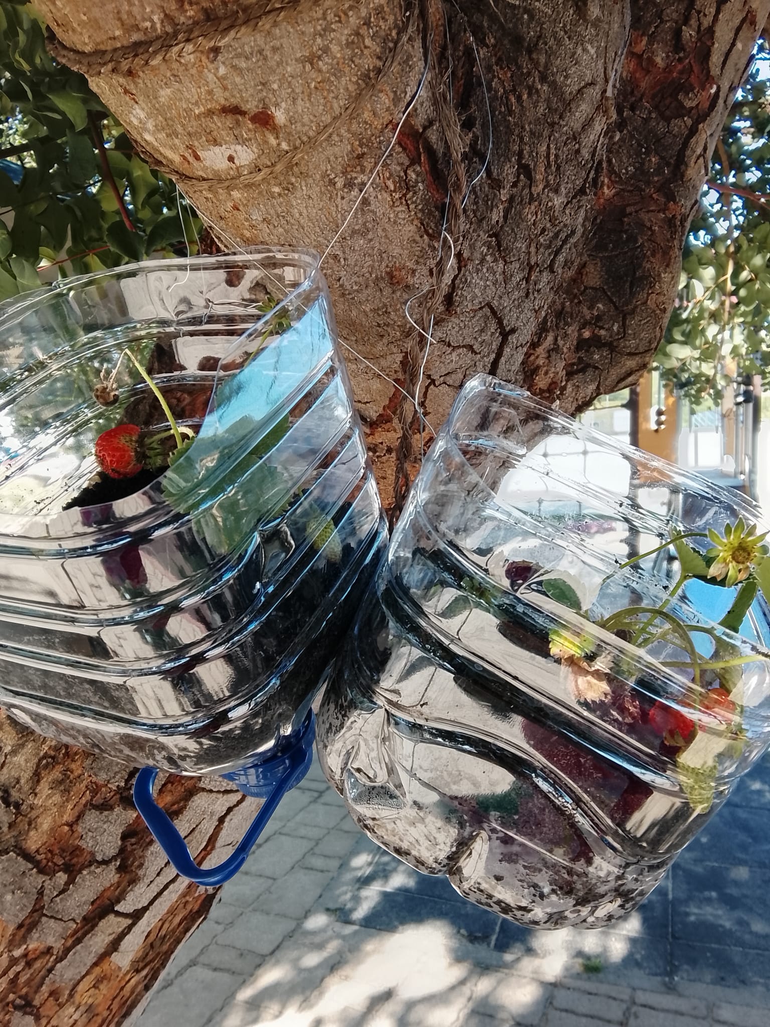 Atividade “Raízes do Saber” com a criação de uma horta sustentável em que foram promovidas práticas de sensibilização ambiental e de preservação da biodiversidade. Escola Básica de Mértola.