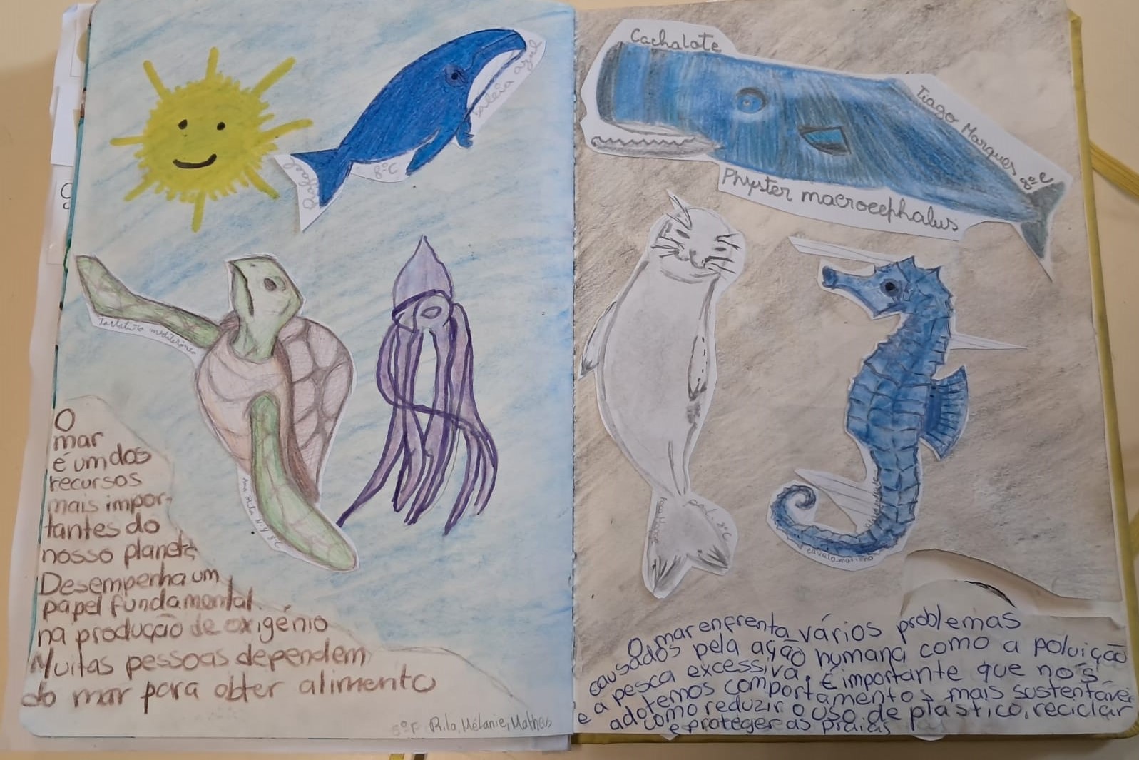 Cuidar dos oceanos