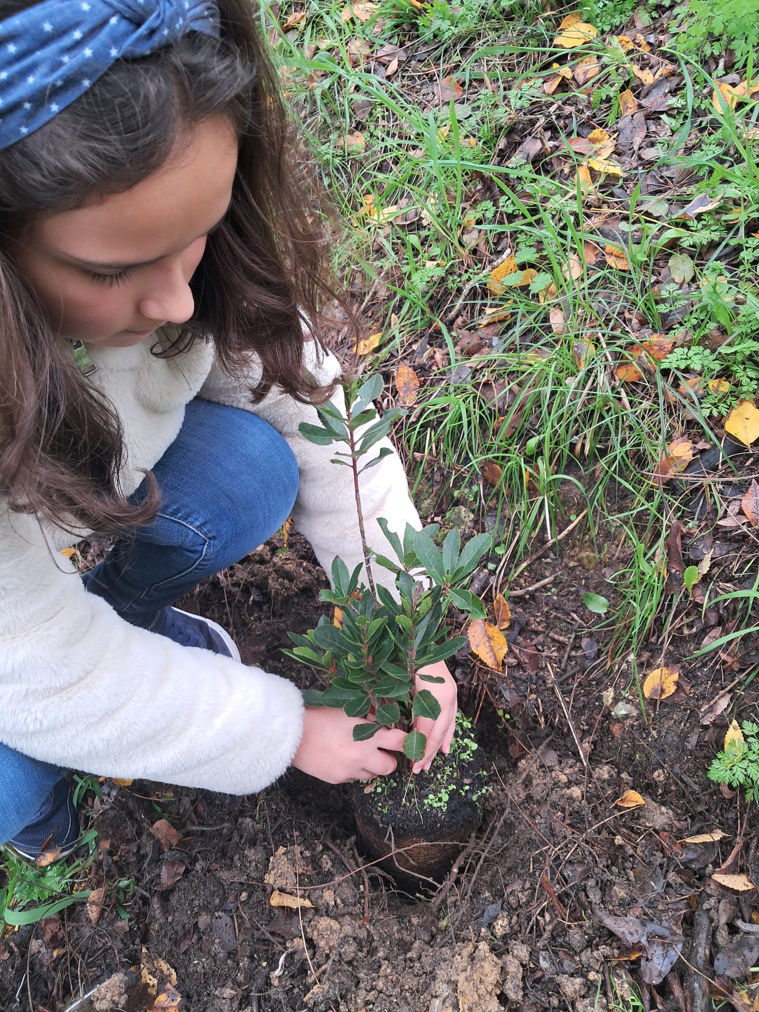 Plantar e cuidar dos nossos ecossistemas