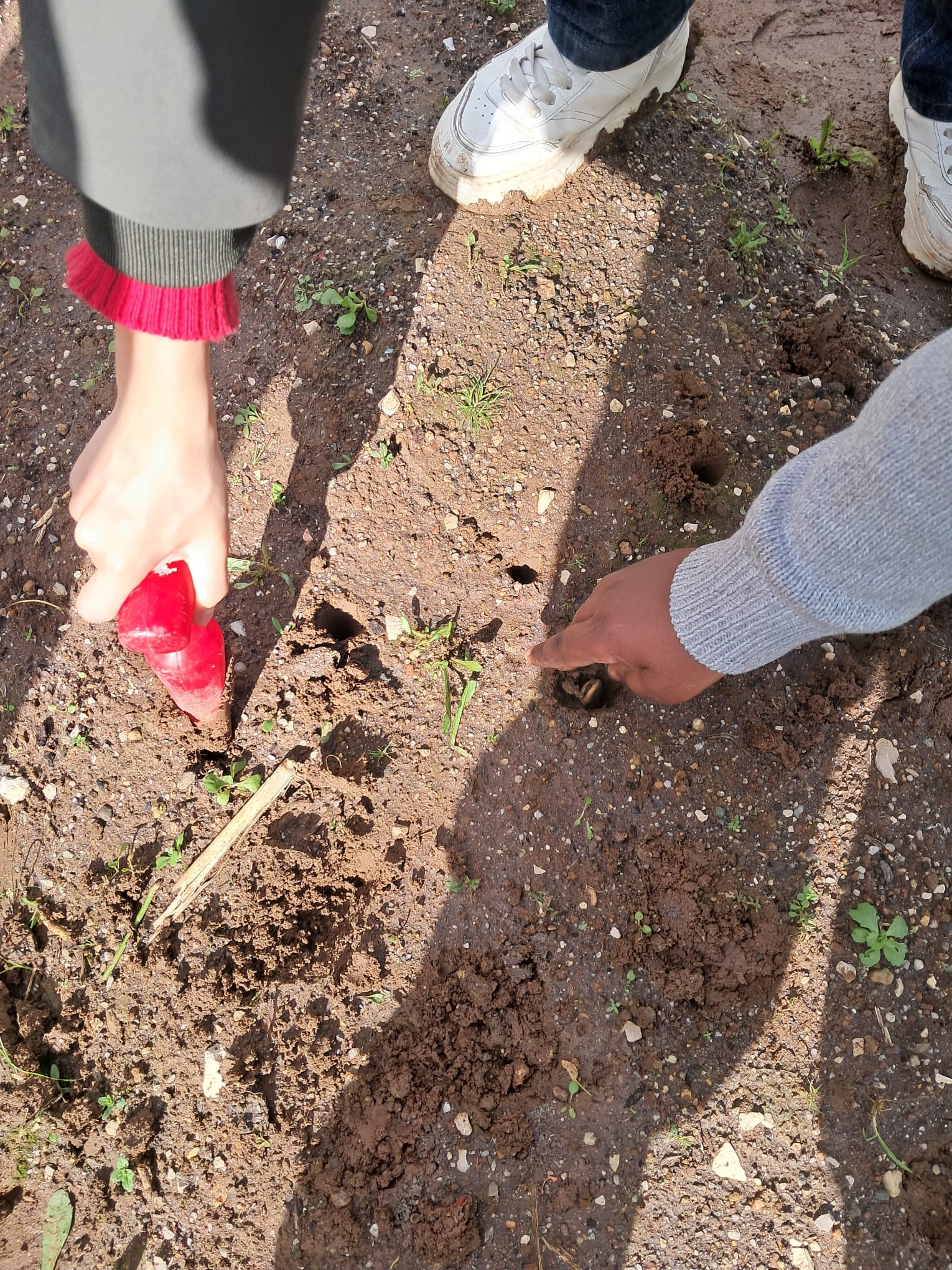 Plantar e cuidar, defendendo a natureza